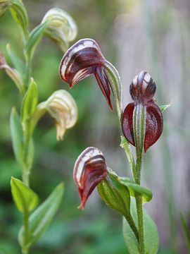 Pterostylis orbiculata