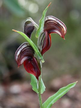 Pterostylis orbiculata