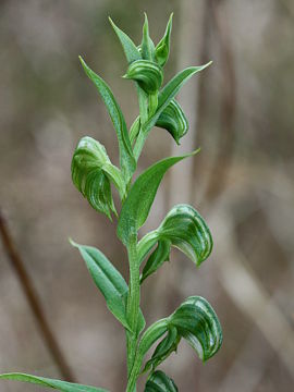 Pterostylis orbiculata