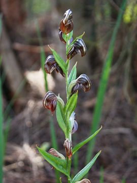 Pterostylis orbiculata