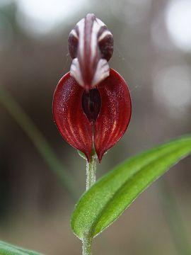 Pterostylis orbiculata