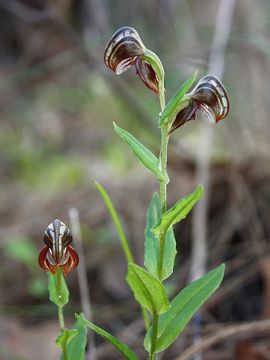 Pterostylis orbiculata