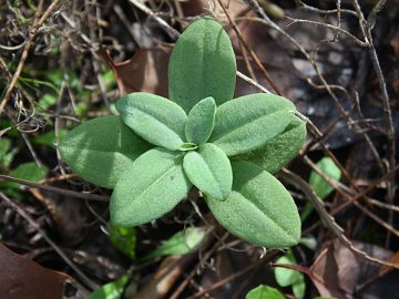 Pterostylis orbiculata