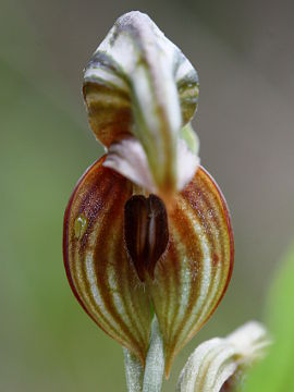 Pterostylis orbiculata