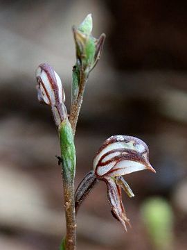 Pterostylis perculta