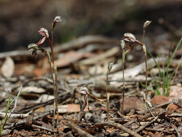 Pterostylis perculta Pterostylis perculta