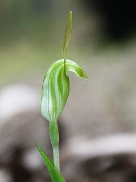 Pterostylis pyramidalis