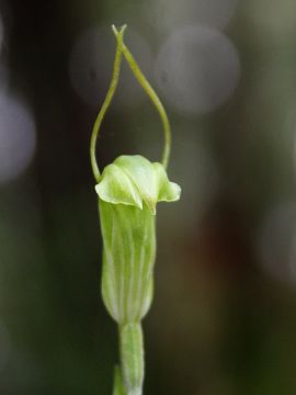 Pterostylis pyramidalis