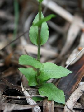 Pterostylis pyramidalis