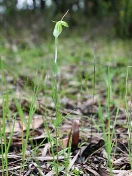 Pterostylis pyramidalis