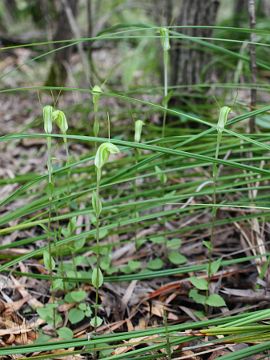 Pterostylis pyramidalis Pterostylis pyramidalis