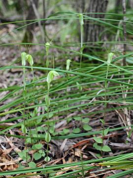 Pterostylis pyramidalis