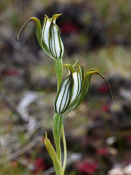 Pterostylis recurva