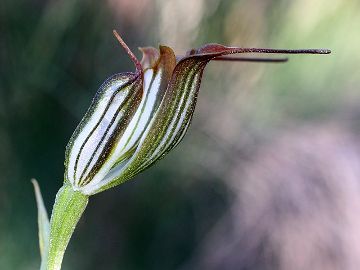 Pterostylis recurva