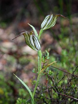 Pterostylis recurva