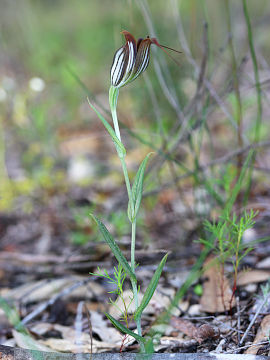 Pterostylis recurva