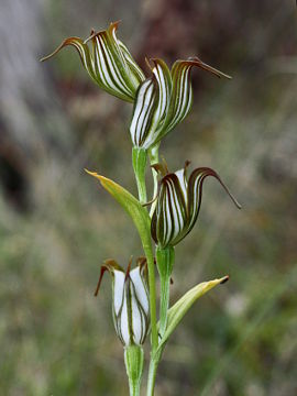 Pterostylis recurva