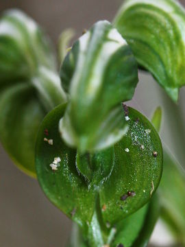 Pterostylis sanguinea