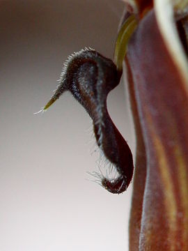 Pterostylis sanguinea