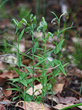 Pterostylis sanguinea