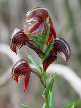 Pterostylis sanguinea