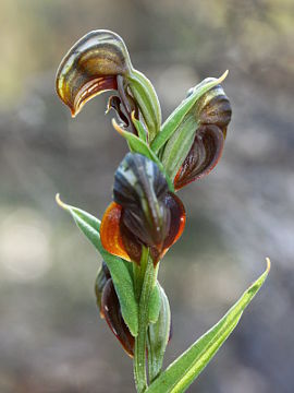 Pterostylis sanguinea