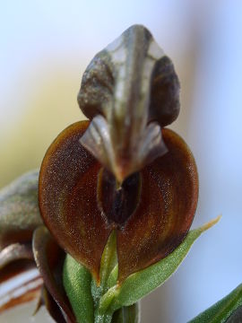 Pterostylis sanguinea