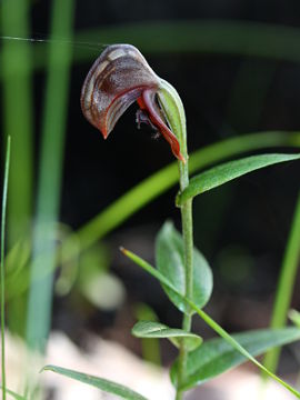 Pterostylis sanguinea