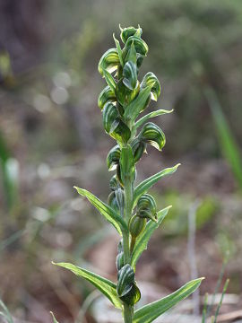 Pterostylis sanguinea