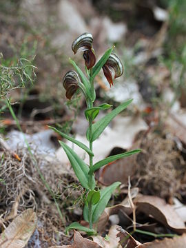 Pterostylis sanguinea