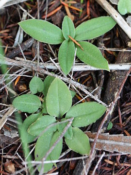 Pterostylis sanguinea