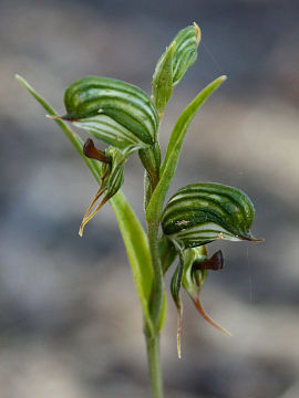 Pterostylis sargentii