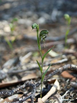 Pterostylis sargentii