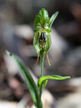 Pterostylis sargentii Pterostylis sargentii