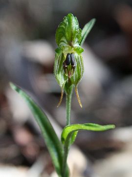 Pterostylis sargentii