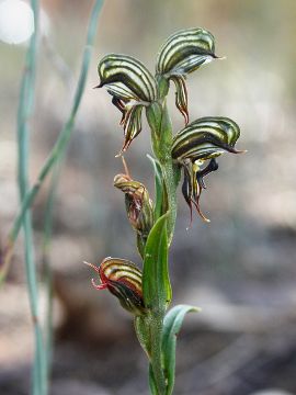 Pterostylis sargentii Pterostylis sargentii