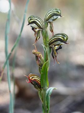 Pterostylis sargentii