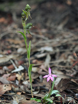 Pterostylis sargentii