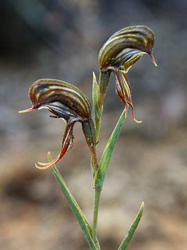 Pterostylis sargentii Pterostylis sargentii