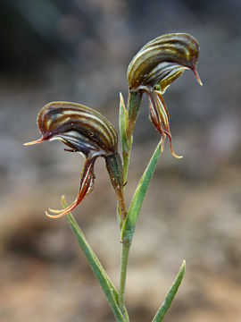 Pterostylis sargentii