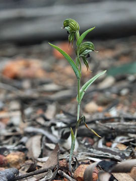 Pterostylis sargentii Pterostylis sargentii