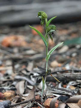 Pterostylis sargentii