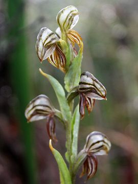 Pterostylis sp.