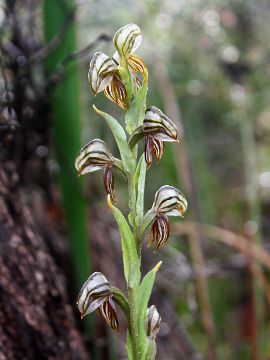 Pterostylis sp.