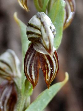 Pterostylis sp.