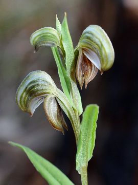 Pterostylis sp. ‘northern’