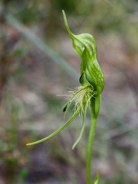 Pterostylis turfosa