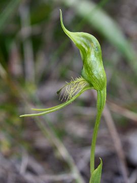 Pterostylis turfosa