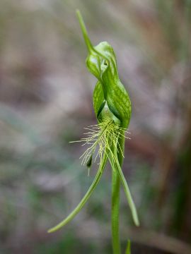 Pterostylis turfosa