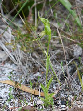 Pterostylis turfosa